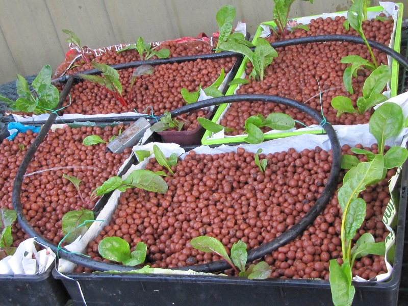 grow beds close up 5.10.jpg