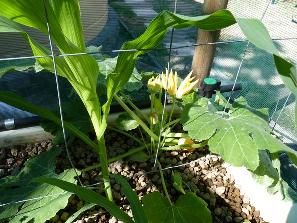 tn_some green stuff.JPG