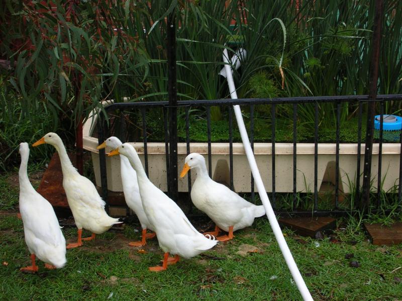 duck pond filter.jpg.JPG