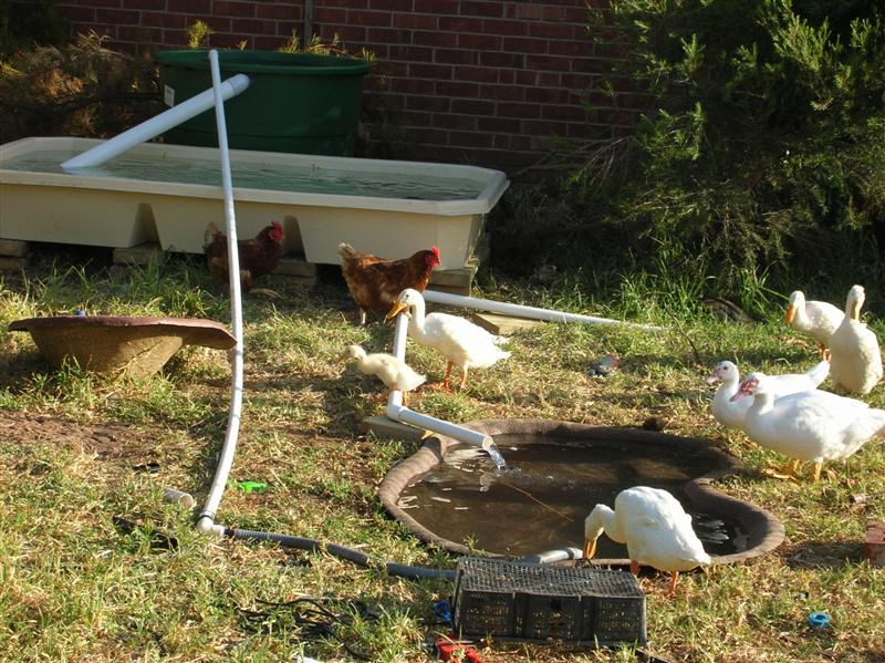 duck pond filter.jpg (5).JPG