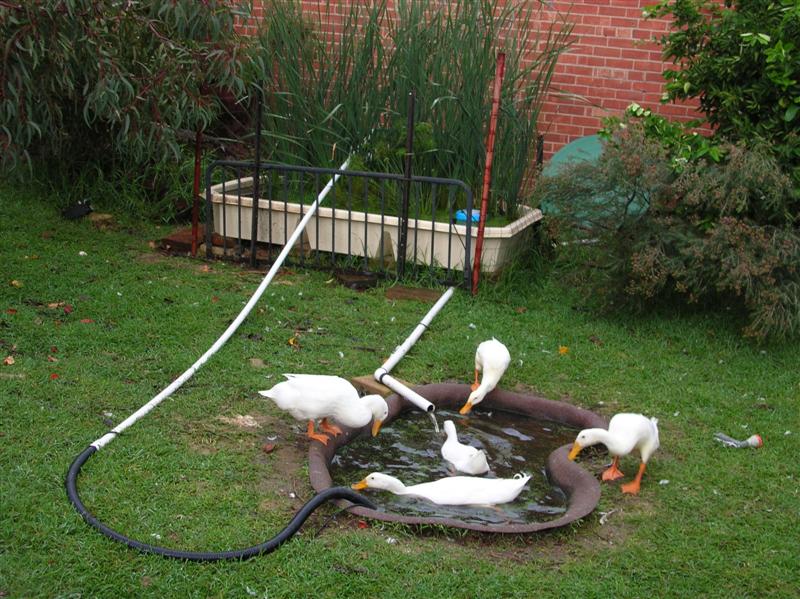 duck pond filter.jpg (4).JPG