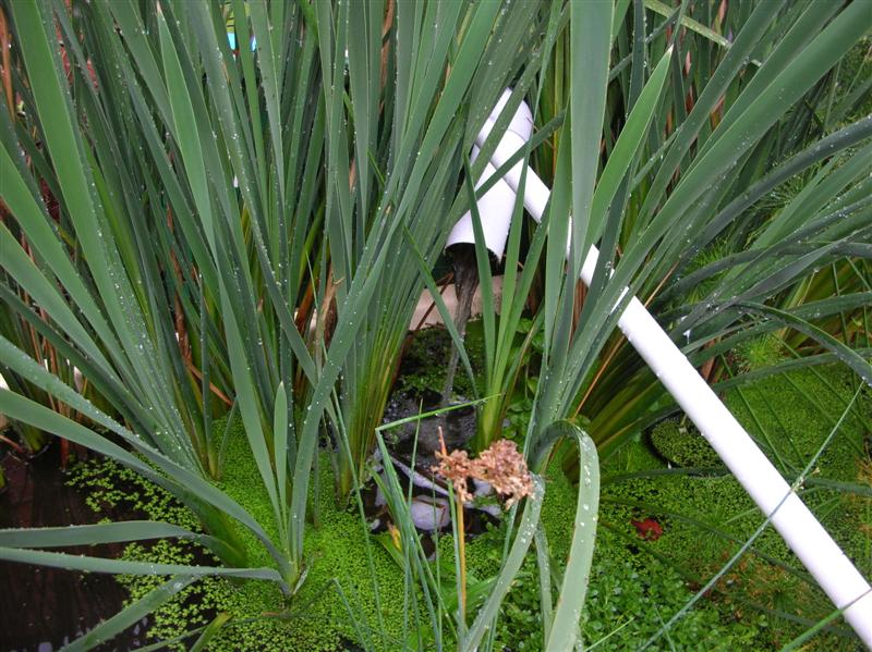 duck pond filter.jpg (1).JPG