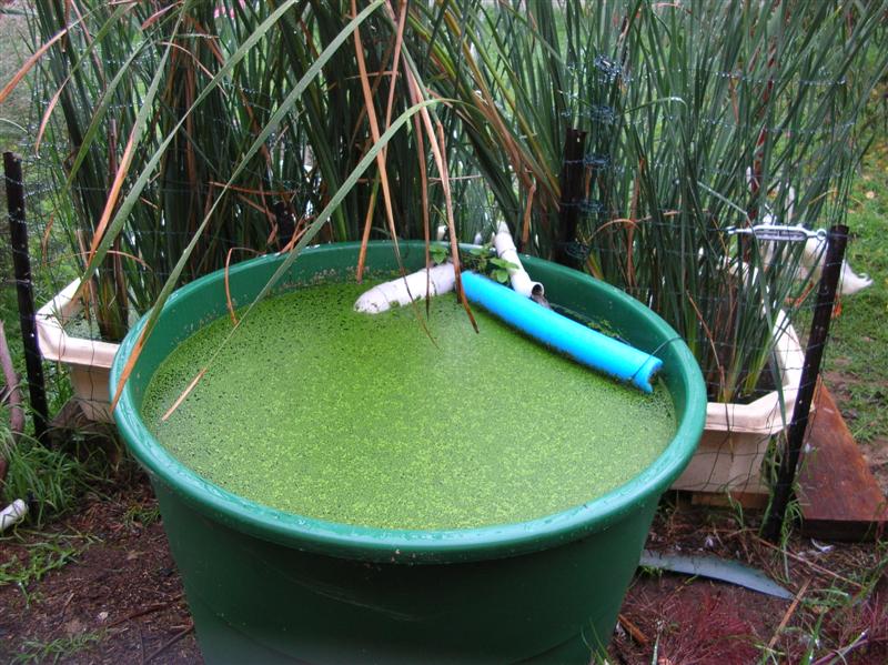 duck pond filter.jpg (2).JPG