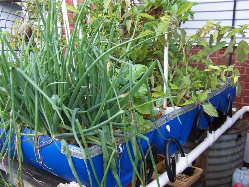 100_4660 (Medium).JPG