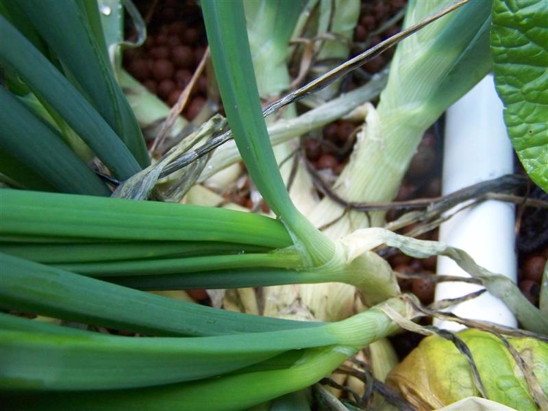 100_4661 (Medium).JPG