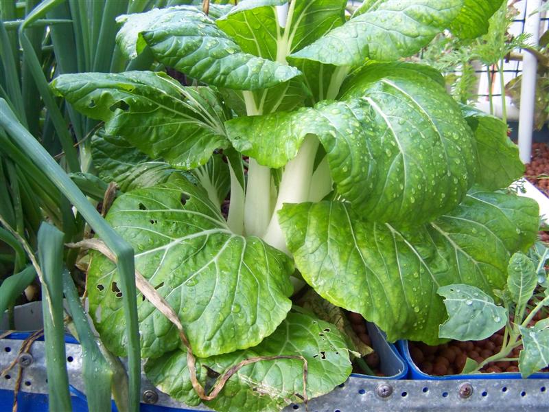 100_4662 (Medium).JPG