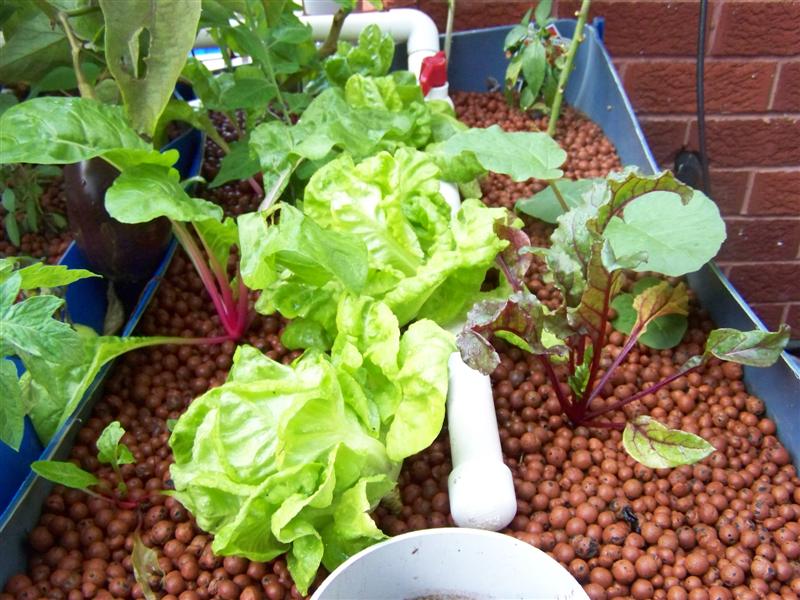 100_4663 (Medium).JPG