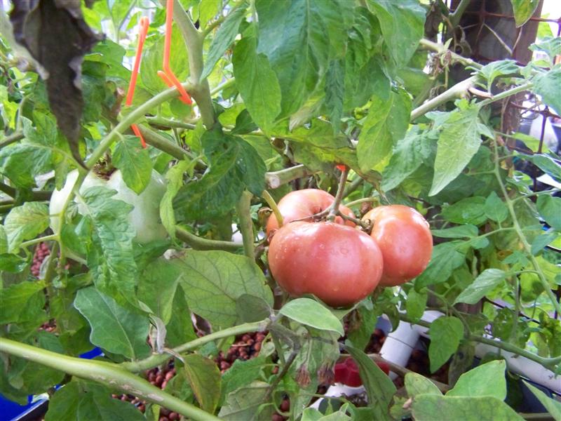 100_4665 (Medium).JPG