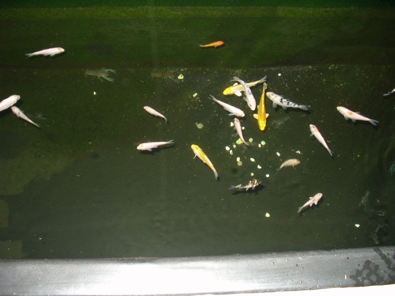 The starter fish.jpg