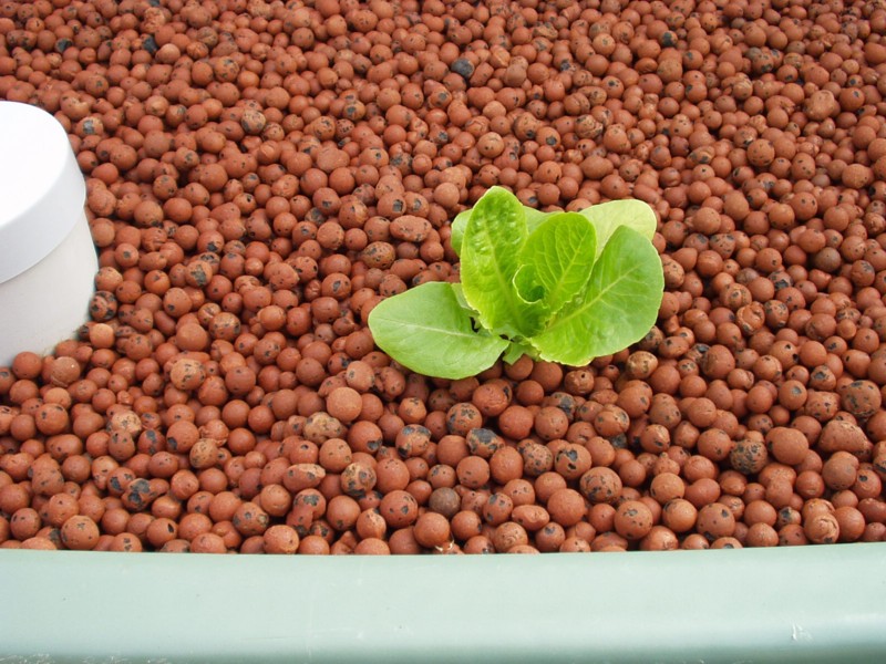 Lettuce at 9-days.jpg