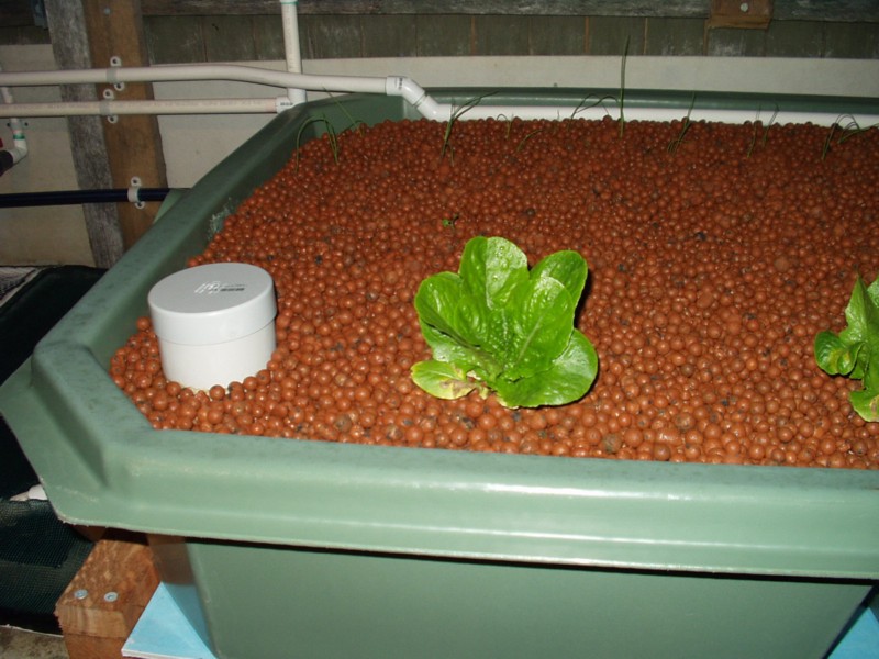 Lettuce at 21 days.jpg