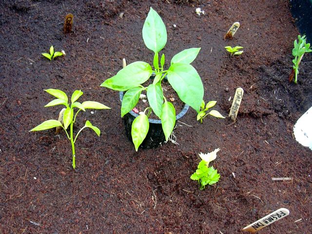 Indoor vs Outdoor peppers.jpg