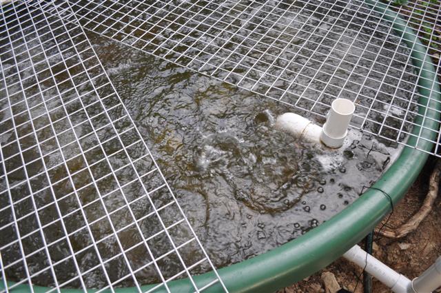 Feeding time frenzie.jpg