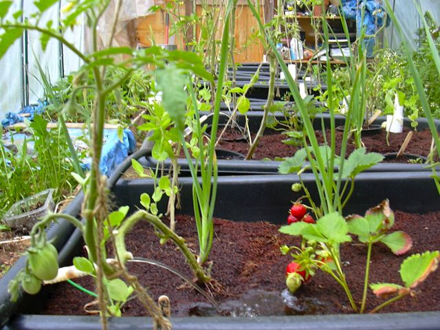 Temp irrigation 1.jpg