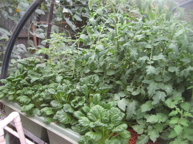 charmaine 002 (Small).jpg