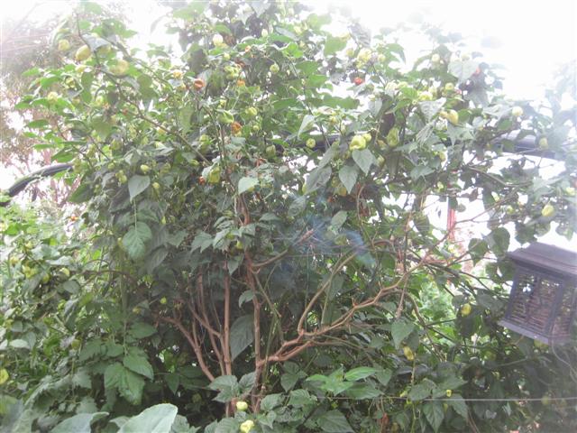 charmaine 004 (Small).jpg