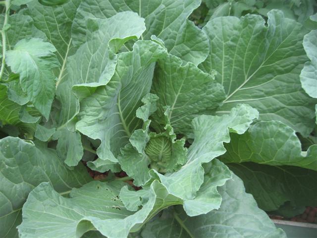 charmaine 008 (Small).jpg