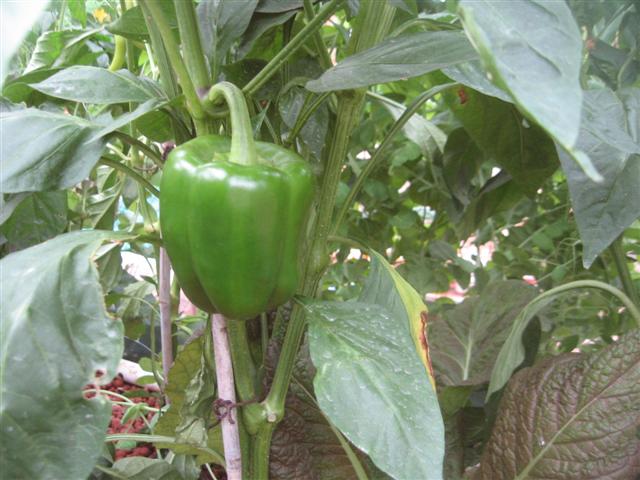 charmaine 009 (Small).jpg