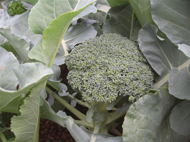 charmaine 010 (Small).jpg