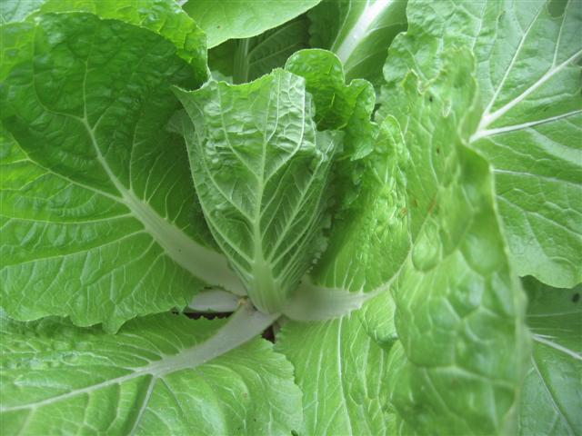 charmaine 016 (Small).jpg