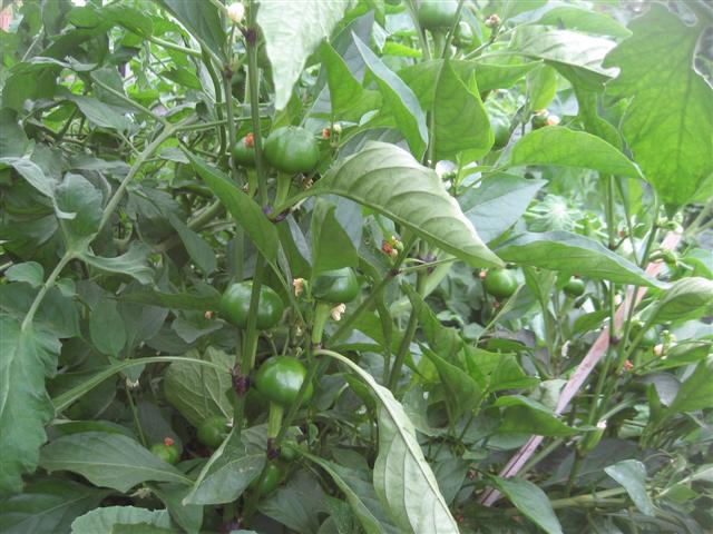 charmaine 017 (Small).jpg