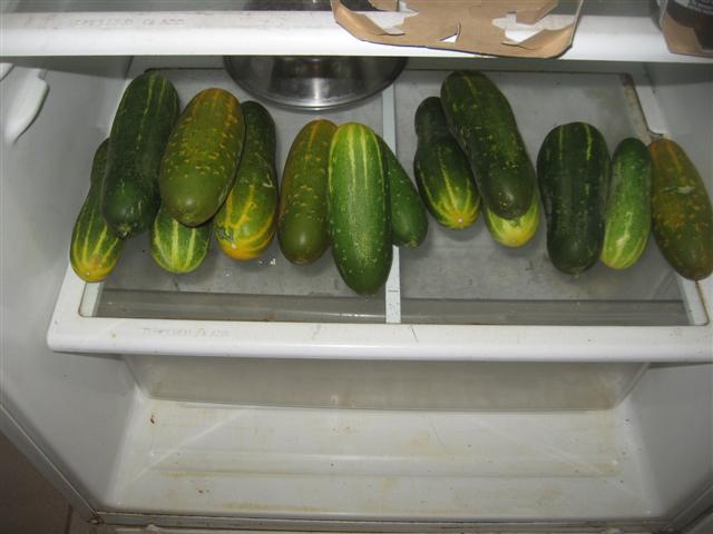 charmaine (Small).jpg