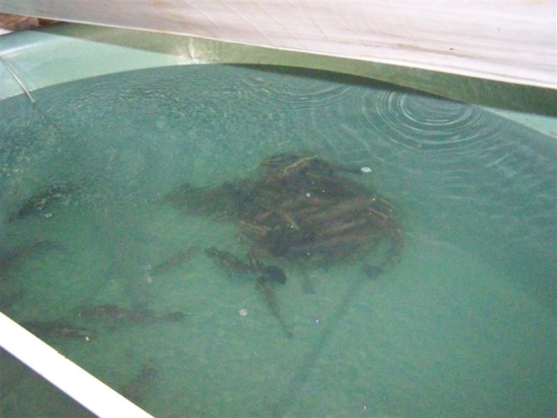 100_4679 (Medium).JPG