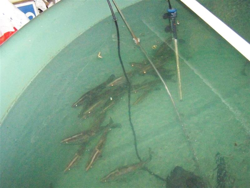 100_4681 (Medium).JPG