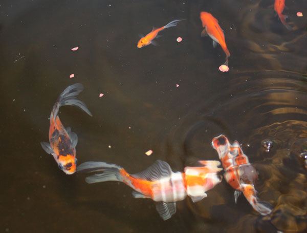 goldfishJune2010.jpg