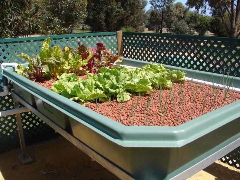 fish 004 (Medium).jpg