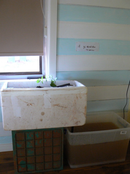 aquaponic 1.jpg