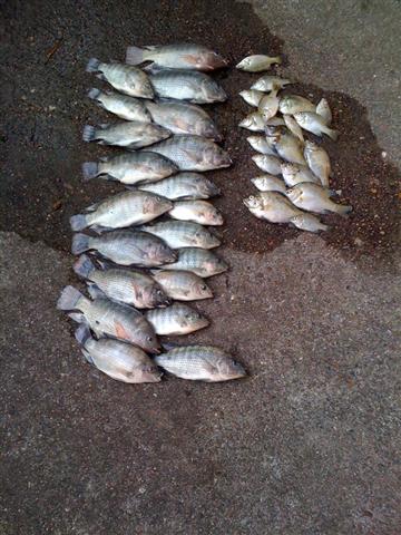 deadfish (Small).jpg