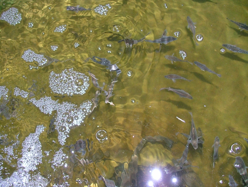 yellow belly aqaiting new home.jpg