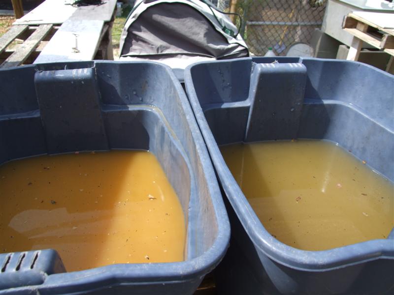 first rinse then cleaner rinse (Medium).JPG