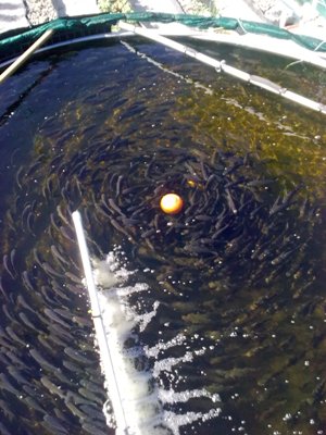 Copy of Copy of Image0156.jpg