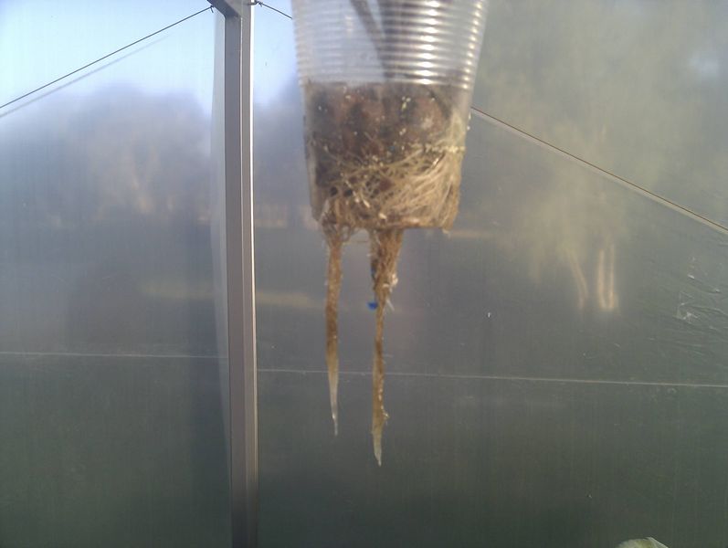 not so good roots.jpg