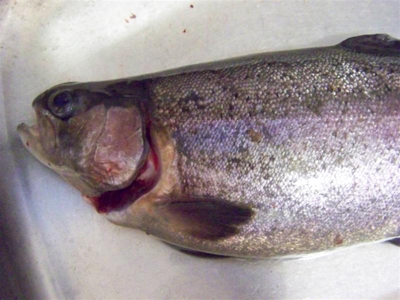 100_4715 (Medium).JPG