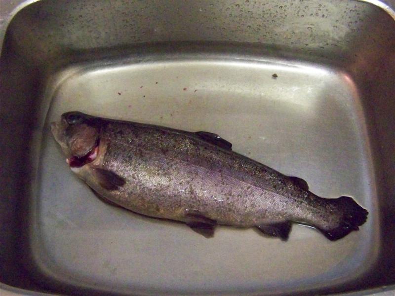 100_4714 (Medium).JPG