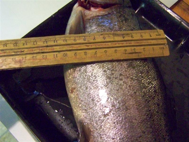 100_4713 (Medium).JPG