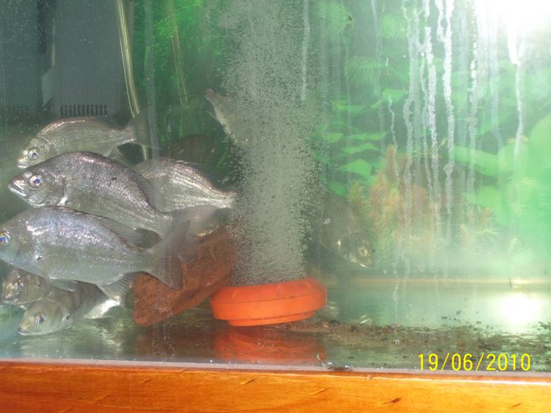 Bream-Jun-2010 004.jpg