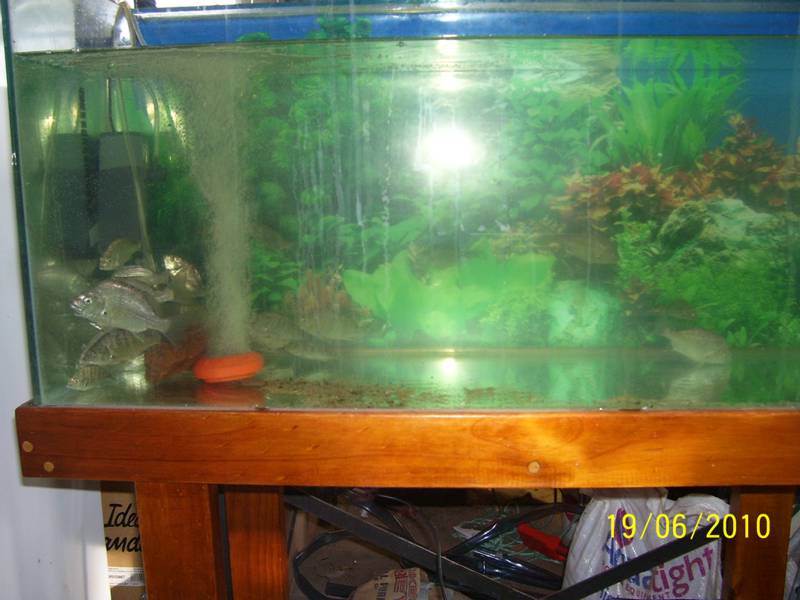 Bream-Jun-2010 001.jpg