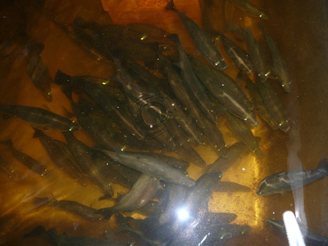 barra photos 032.jpg