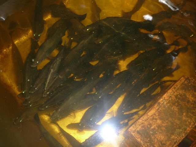 barra photos 030.jpg