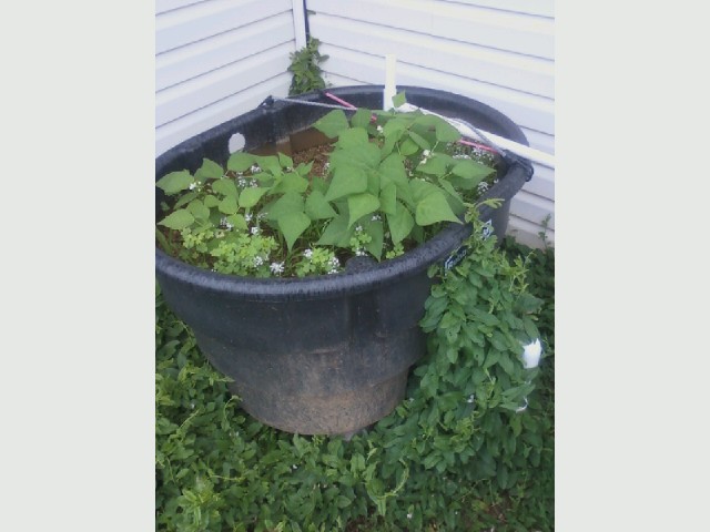 Tub and Plants.jpg