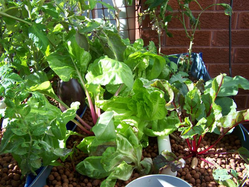 100_4724 (Medium).JPG