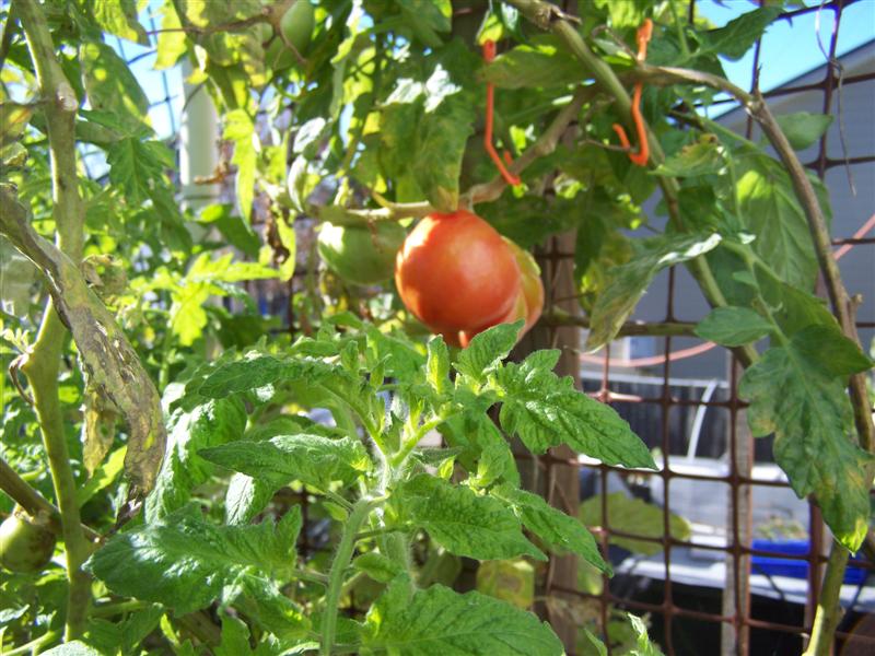 100_4725 (Medium).JPG