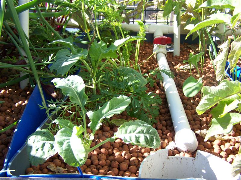 100_4726 (Medium).JPG