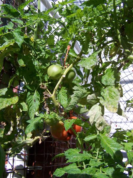 100_4742 (Medium).JPG