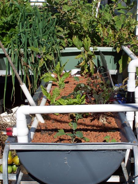 100_4727 (Medium).JPG