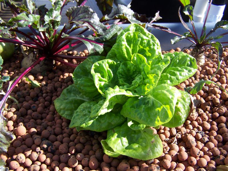 100_4735 (Medium).JPG